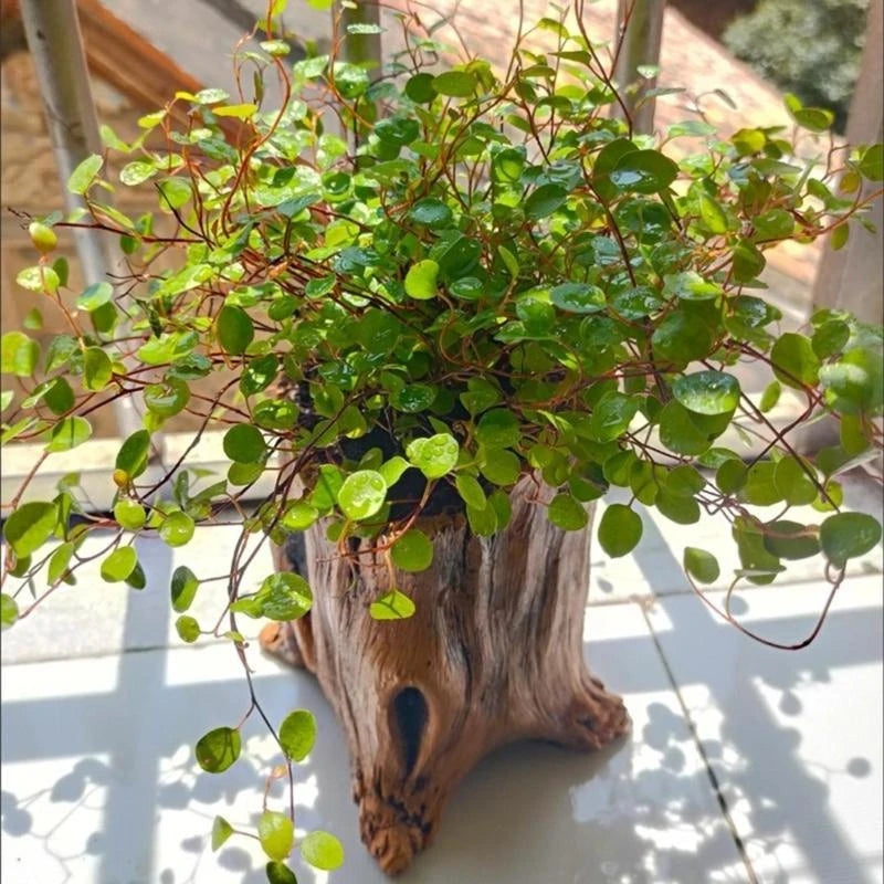 Garden Vintage Look Flower Pots Imitation Planter Enhancing Plant Beauty for Succulents Enhancing Natural Aesthetic